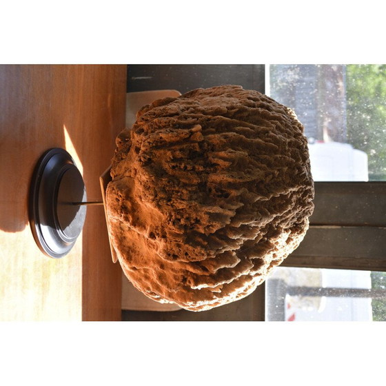 Image 1 of Vintage-Meeresschwamm auf geschwärztem Holzsockel
