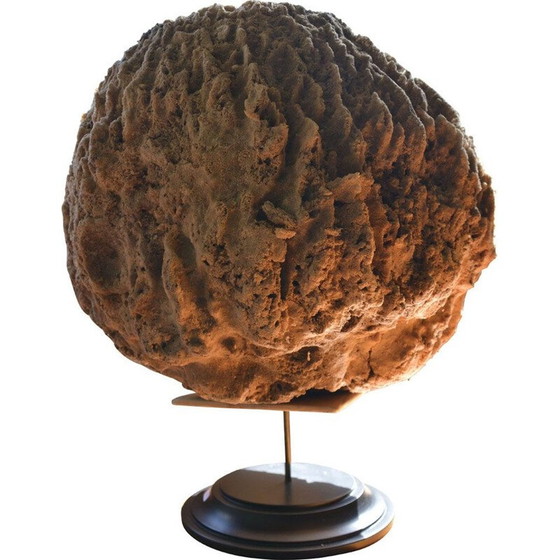 Image 1 of Vintage-Meeresschwamm auf geschwärztem Holzsockel