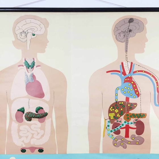 Image 1 of Aufklärungsplakat über Hormone von Jung-Koch Quentell, 1970