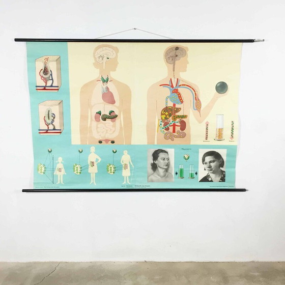 Image 1 of Aufklärungsplakat über Hormone von Jung-Koch Quentell, 1970