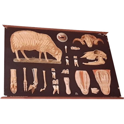 Schaf-Lehrtafel aus Holz vom Lehrmittelverlag Hagemann, 1960