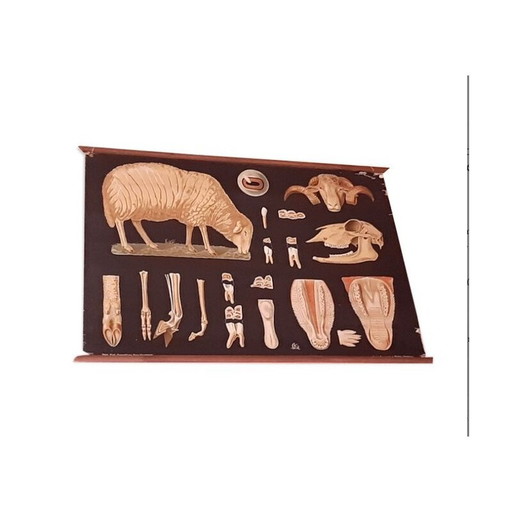 Schaf-Lehrtafel aus Holz vom Lehrmittelverlag Hagemann, 1960