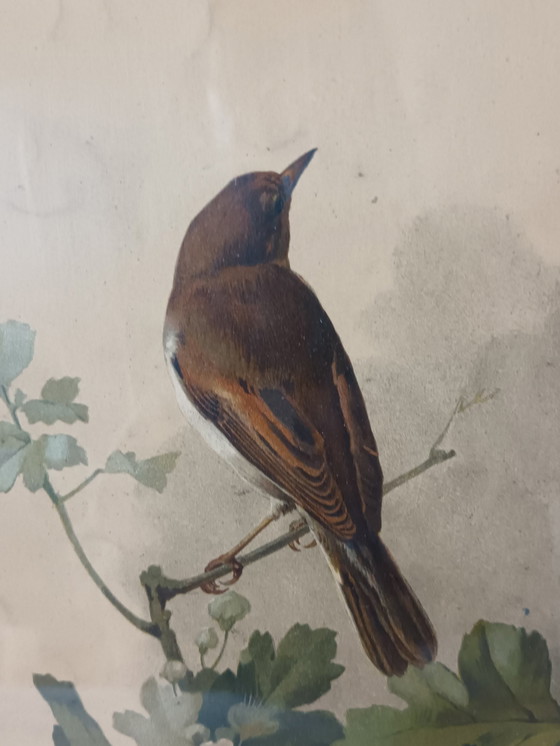 Image 1 of Ältere Gravur Vögel Gerahmt