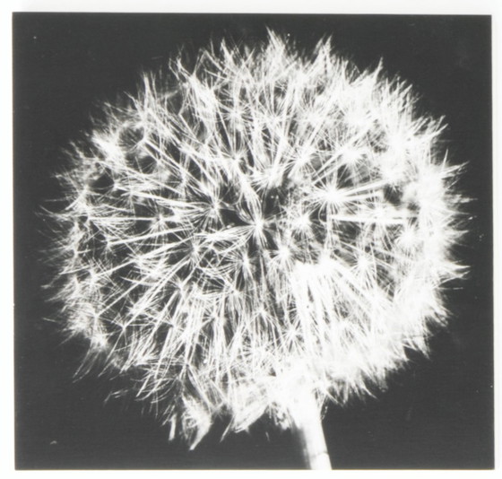 Image 1 of 4x Monochrome Prints on Wood Panels