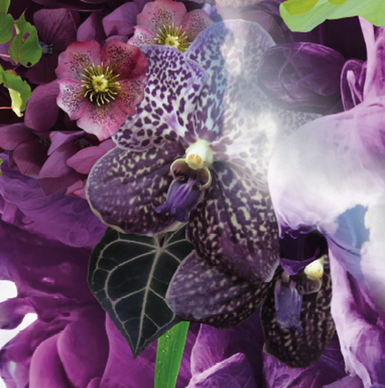 Image 1 of Geert Maas - Rosa Wolke