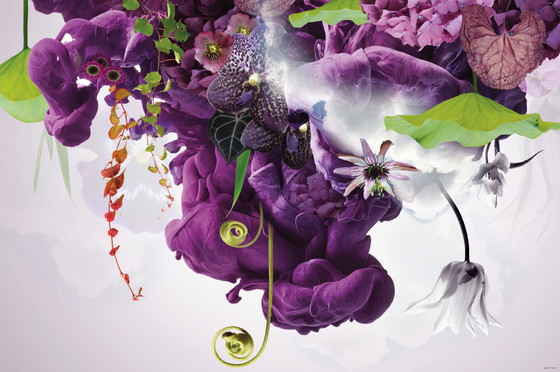 Image 1 of Geert Maas - Rosa Wolke