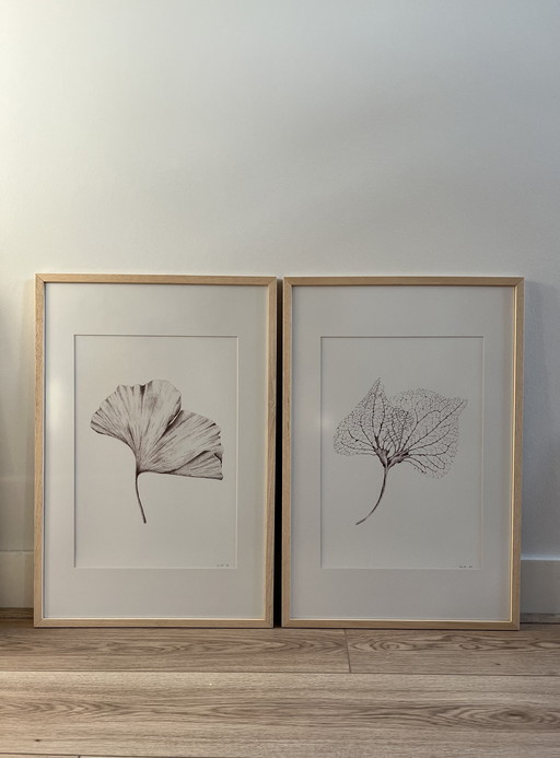 Fine Art Print Gerahmt: Ginkgo-Blatt