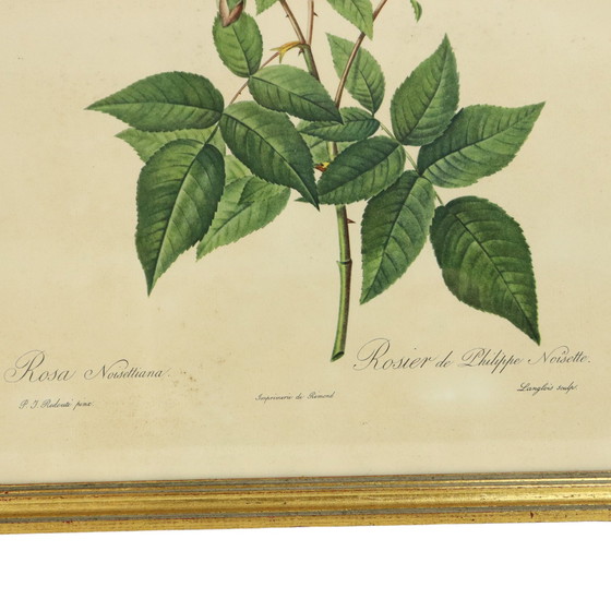 Image 1 of Gerahmte botanische Karten P.J. Redouté