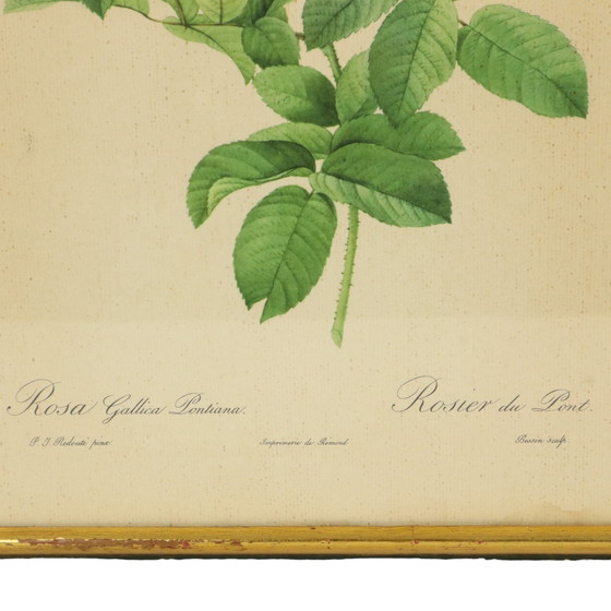 Image 1 of Gerahmte botanische Karten P.J. Redouté