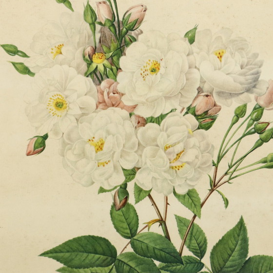 Image 1 of Gerahmte botanische Karten P.J. Redouté