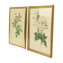 Gerahmte botanische Karten P.J. Redouté