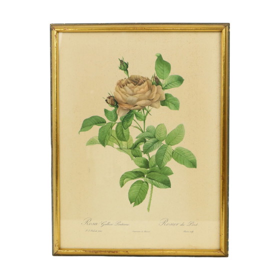 Image 1 of Gerahmte botanische Karten P.J. Redouté