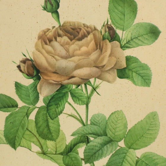 Image 1 of Gerahmte botanische Karten P.J. Redouté