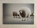 Lieven Dircks Fotografie