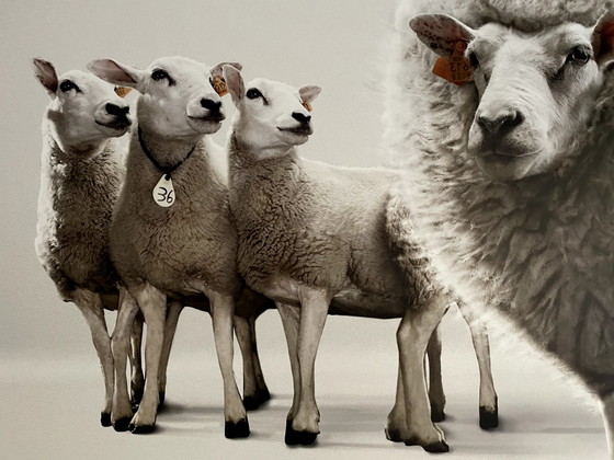 Image 1 of Lieven Dircks Fotografie