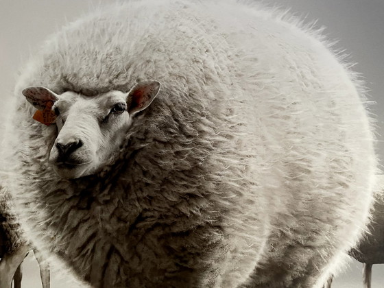 Image 1 of Lieven Dircks Fotografie