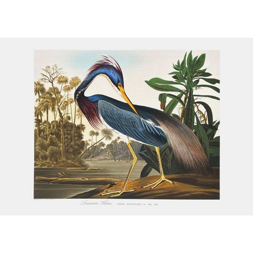 Lithografie des Louisiana-Reihers von John James Audubon, 1990