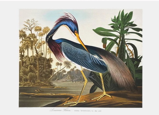 Lithografie des Louisiana-Reihers von John James Audubon, 1990