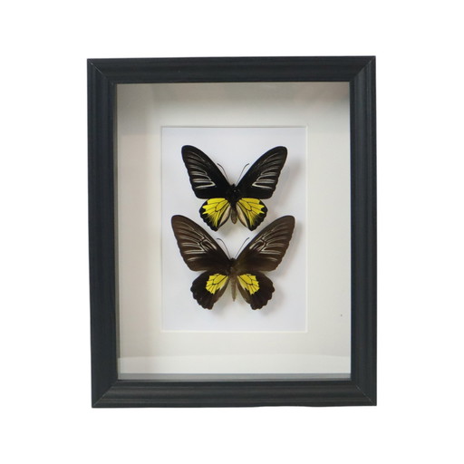 Gerahmte Schmetterlinge Golden Birdwing