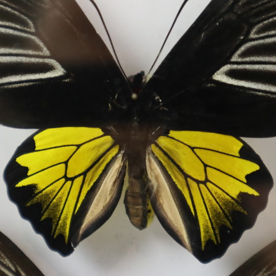 Image 1 of Gerahmte Schmetterlinge Golden Birdwing