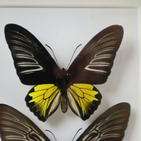 Image 1 of Gerahmte Schmetterlinge Golden Birdwing