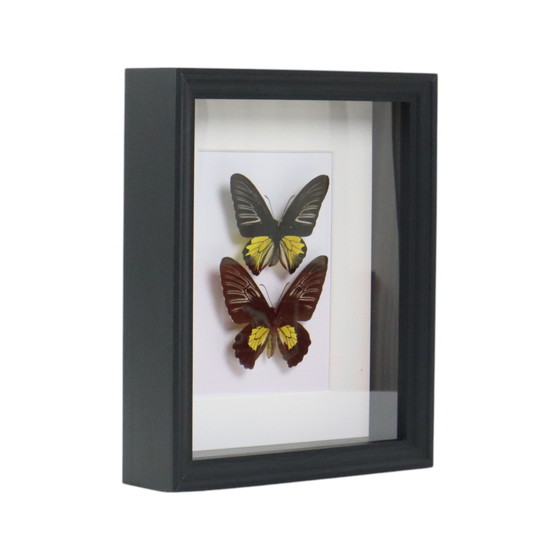 Image 1 of Gerahmte Schmetterlinge Golden Birdwing