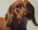 Andy Warhol: "Dackel (Archie) 1976".