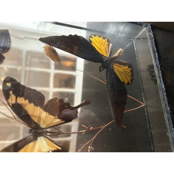 Image 1 of Vintage-Schmetterlingskasten mit Glasrahmen, 1970