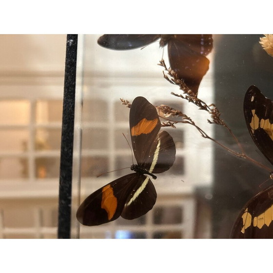 Image 1 of Vintage-Schmetterlingskasten mit Glasrahmen, 1970
