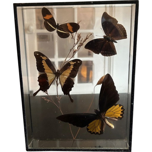 Vintage-Schmetterlingskasten mit Glasrahmen, 1970