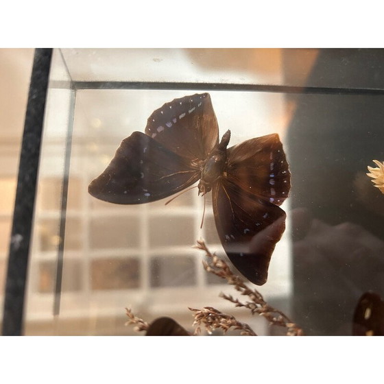 Image 1 of Vintage-Schmetterlingskasten mit Glasrahmen, 1970