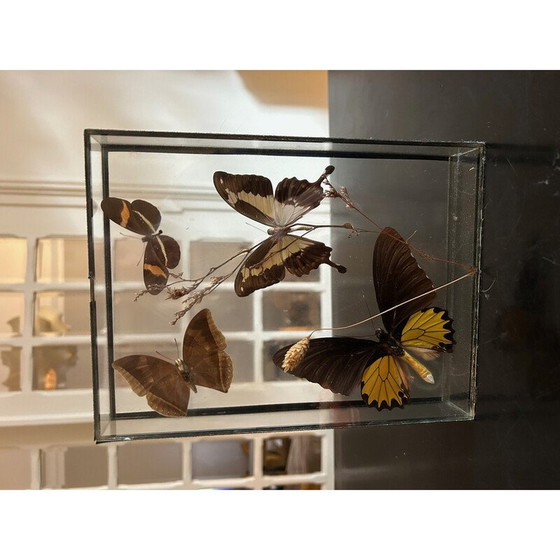 Image 1 of Vintage-Schmetterlingskasten mit Glasrahmen, 1970