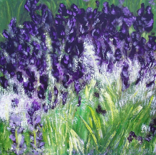 Schwarzer Ritter Iris.