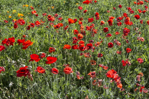 Carol.M.Highsmith -----Poppy Field