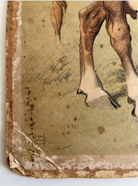 Image 1 of Antik School Chart Illustration, doppelseitig, Pferd/Fohlen und Kuh/Kalb, Lithographie, Farmlife, Shabby Chic