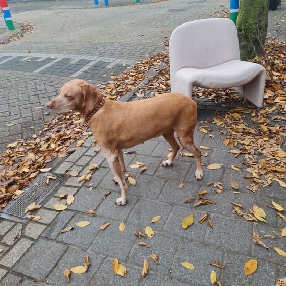 Image 1 of Artifort Alky-Stuhl