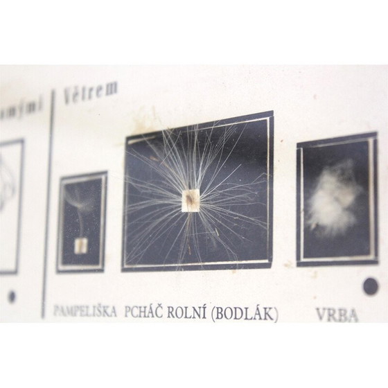 Image 1 of Klassische Schulkarte "Ausbreitung der Saat", Tschechoslowakei 1960er Jahre