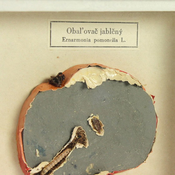 Image 1 of Vintage-Gemälde, das ein Schulmodell von Ernarmonia pomonella darstellt, Tschechoslowakei 1950