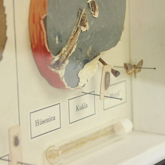 Image 1 of Vintage-Gemälde, das ein Schulmodell von Ernarmonia pomonella darstellt, Tschechoslowakei 1950