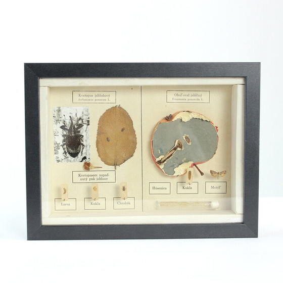 Image 1 of Vintage-Gemälde, das ein Schulmodell von Ernarmonia pomonella darstellt, Tschechoslowakei 1950