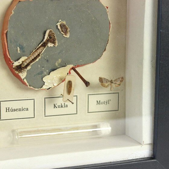 Image 1 of Vintage-Gemälde, das ein Schulmodell von Ernarmonia pomonella darstellt, Tschechoslowakei 1950