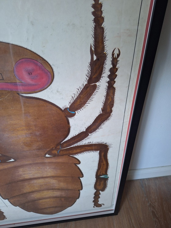 Image 1 of Vintage sowjetischen Schule Platte Insekt