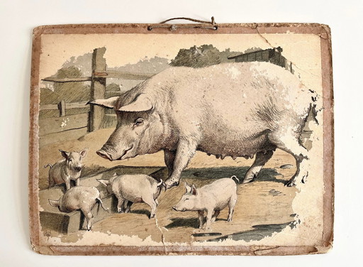 Antik School Chart Illustartion, Doppelseitig, Schwein/Ferkel und Schaf/Lamm, Lithographie, Bauernhofleben, Shabby Chic