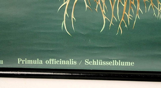 Image 1 of Sehr großes botanisches Vintage-Poster