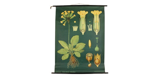 Sehr großes botanisches Vintage-Poster