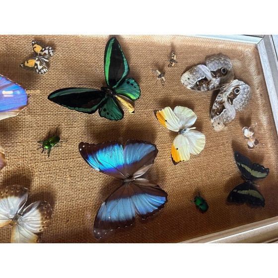 Image 1 of Holzrahmenbild mit verschiedenen Schmetterlingsarten, 1950