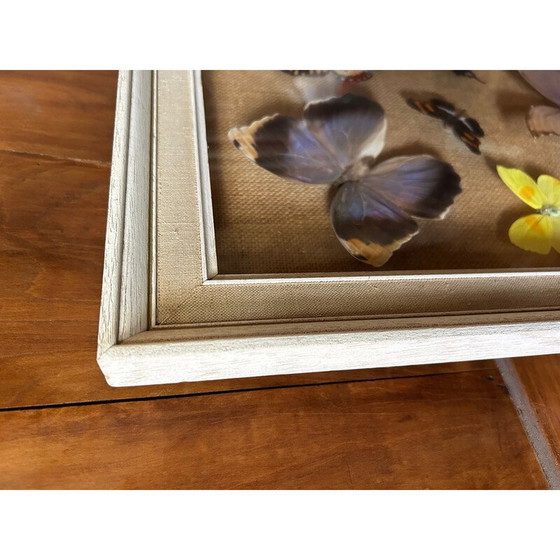Image 1 of Holzrahmenbild mit verschiedenen Schmetterlingsarten, 1950
