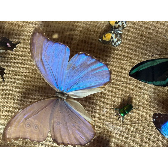 Image 1 of Holzrahmenbild mit verschiedenen Schmetterlingsarten, 1950