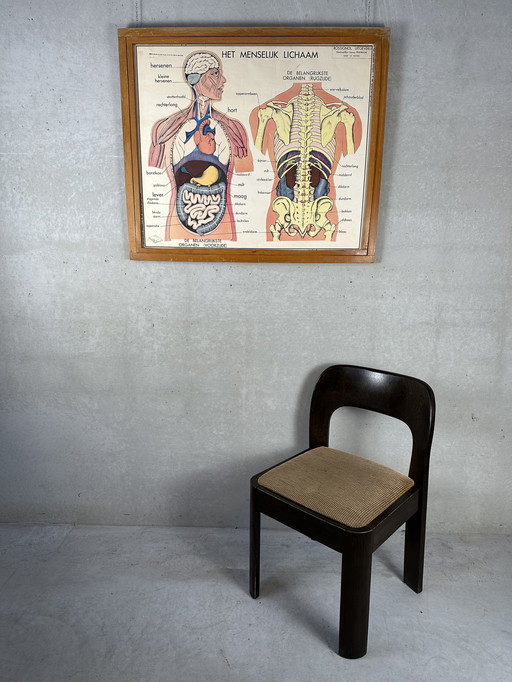 22x Vintage Schulposter 'Anatomie' im Wechselrahmen