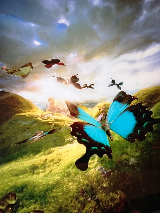 Image 1 of Bethany de Forest - Schmetterlingswanderung